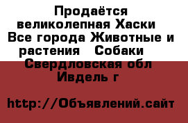 Продаётся великолепная Хаски - Все города Животные и растения » Собаки   . Свердловская обл.,Ивдель г.